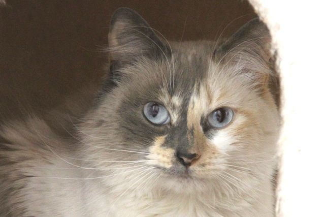 Adopt a friend: Nala
